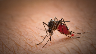 Megvan a szuperanyag, ami tökéletes védelmet jelenthet a szúnyogok ellen