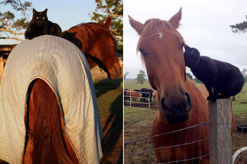 Tündérmesébe illik a ló és a cica barátsága - Megható fotókon a különleges kapcsolat