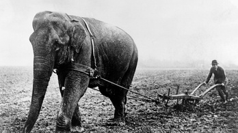Lincoln elnökön múlt, hogy ma nem élnek Amerikában vadon elefántok