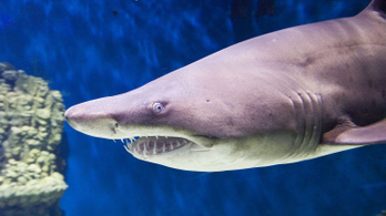 A kannibál cápaembrió már az anyaméhben felfalja a testvéreit