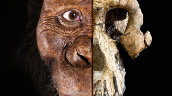 Egy 3,8 millió éves koponya írhatja át az emberi evolúció történetét