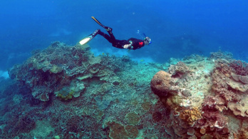 Hivatalosan is nagyon rosszak a Nagy-korallzátony kilátásai