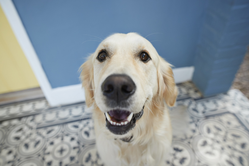 Hogy mutatja meg a kutya, ha valóban boldog? 5 viselkedés, amivel egyértelműen ezt jelzi