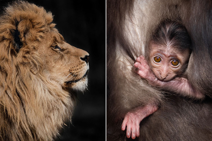 13 éve fotózza az állatokat a férfi: súlyos problémára világít rá a képeivel
