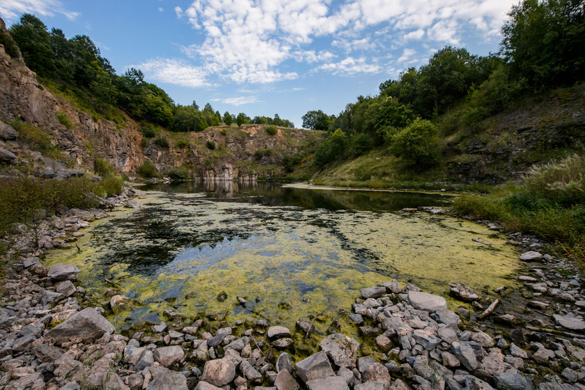 Medúzák jelentek meg a magyarországi tó vizében: le is fotózták őket