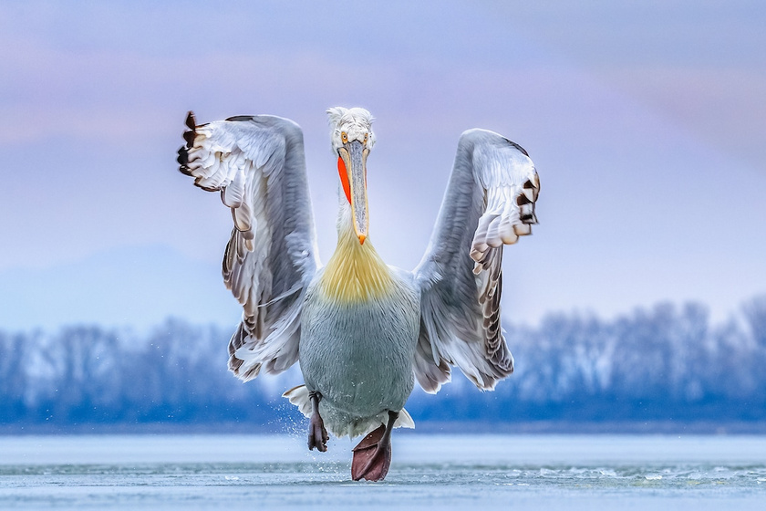 Magyar fotósok képei az év legjobbjai között - Gyönyörű felvételek a madarak világáról