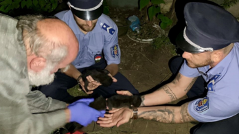 A rendőrök mentettek meg három élve elásott kismacskát