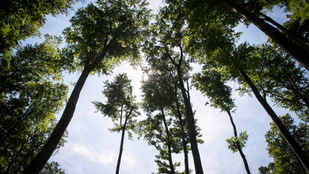 Mit jelent a gyakorlatban a fenntartható erdőgazdálkodás?