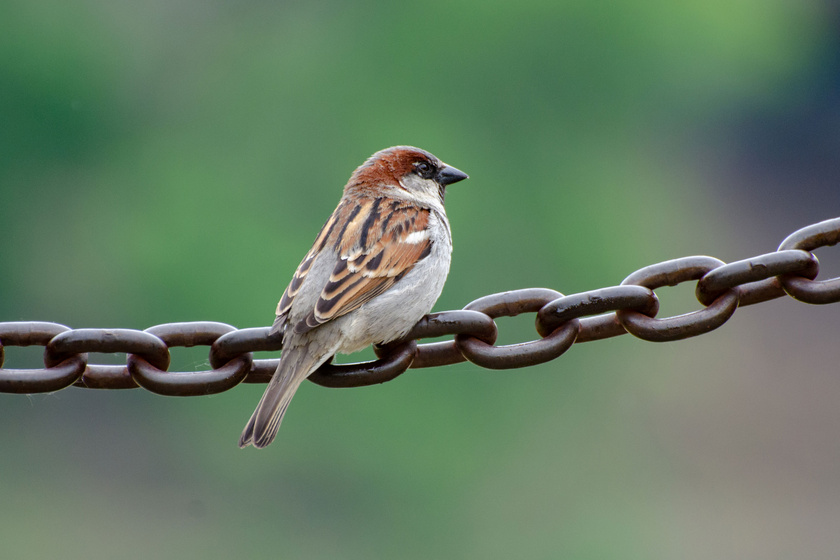 Súlyos problémák vannak a madárvilágban: aggasztó jelenséget tárt fel egy tanulmány