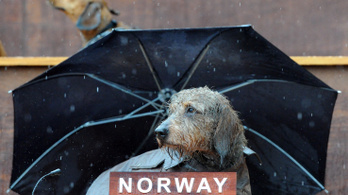 Ismeretlen kór tizedeli a kutyaállományt Norvégiában