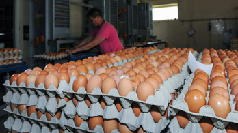 Kiakadtak a tojástermelők a boltok tojásakcióira és a gyors technológiai változásra