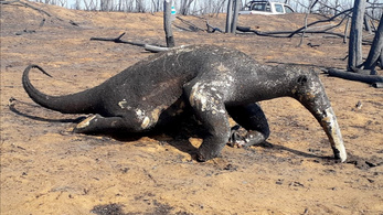 Több mint kétmillió állat veszett oda a bolíviai erdőtüzekben