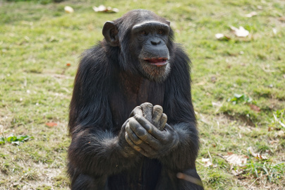 csimpánz gesztus