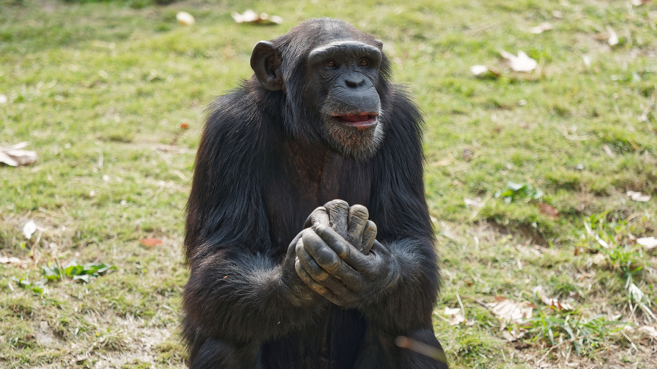csimpánz gesztus