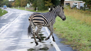 Németországban kilőttek egy cirkuszi zebrát, ami az autópályán rohangált