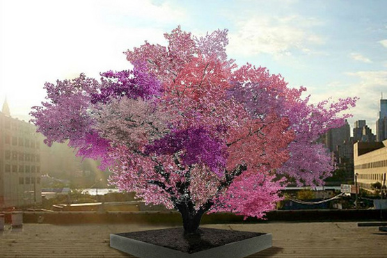 Így jött létre a fa, ami 40 különféle gyümölcsöt terem