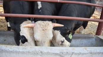 A génszerkesztéssel szarvatlanított marhák átörökítik utódaikba a szarv hiányát