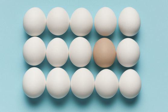 Itt a nagy tojásnapi kvíz: kitalálod, melyik állat tojta?