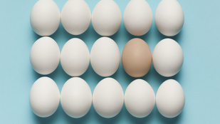 Itt a nagy tojásnapi kvíz: kitalálod, melyik állat tojta?