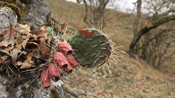 Invazív kaktuszfaj terjed a Vértesben