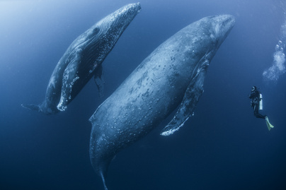 bálnafotó nyitó
