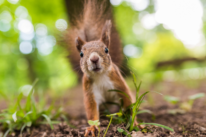 Hogy szoktasd a kertedbe a mókusokat? A legfontosabb teendők a télvárás idejére