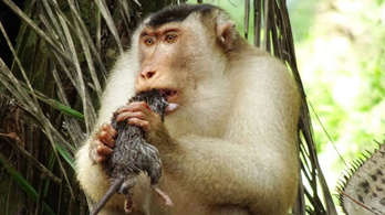 Patkányra vadászó majmoktól lesz fenntarthatóbb a pálmaolaj-termelés