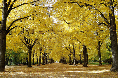 Gyönyörű magyarországi sétányok aranyló őszi pompában: egyszer érdemes végigmenni rajtuk