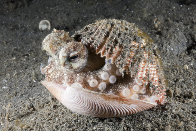 Szívszorító látvány fogadta a búvárokat a tenger mélyén: zseniális dologra vették rá a polipot