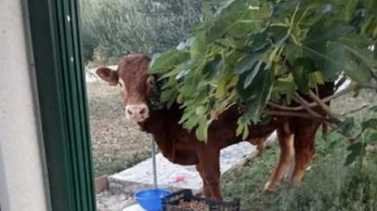 Megszökött egy bika egy horvát vágóhídról