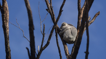Több száz koala halhatott meg egy ausztrál bozóttűzben