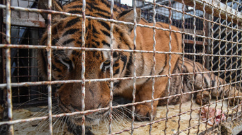 Tíz tigrist akartak Oroszországba csempészni szörnyű körülmények közt, az egyik elpusztult