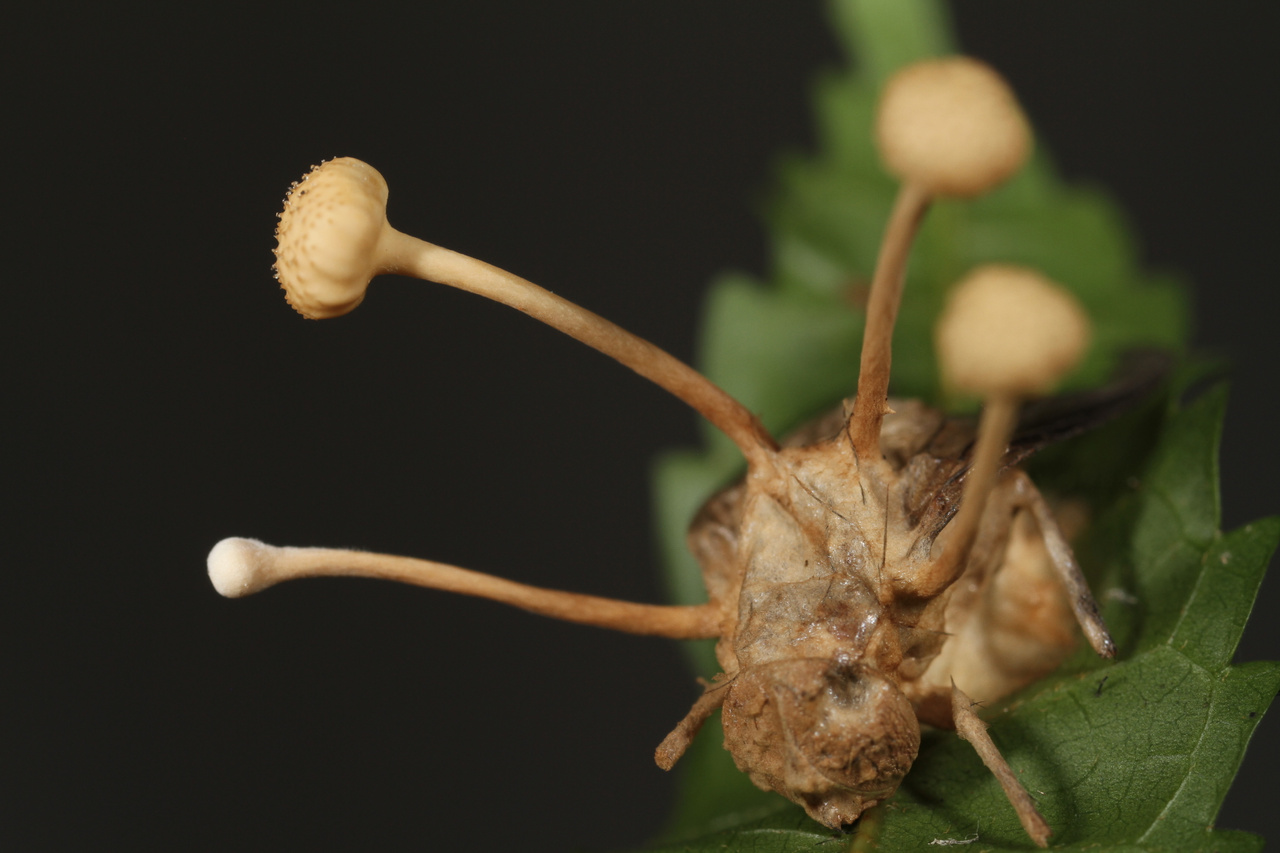 Index - Tech-Tudomány - Zombihangyák testéből előtörő parazita gombák az év horrortudományi képein