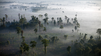 Túlbecsültük az erdőirtás hatását a klímaváltozásra