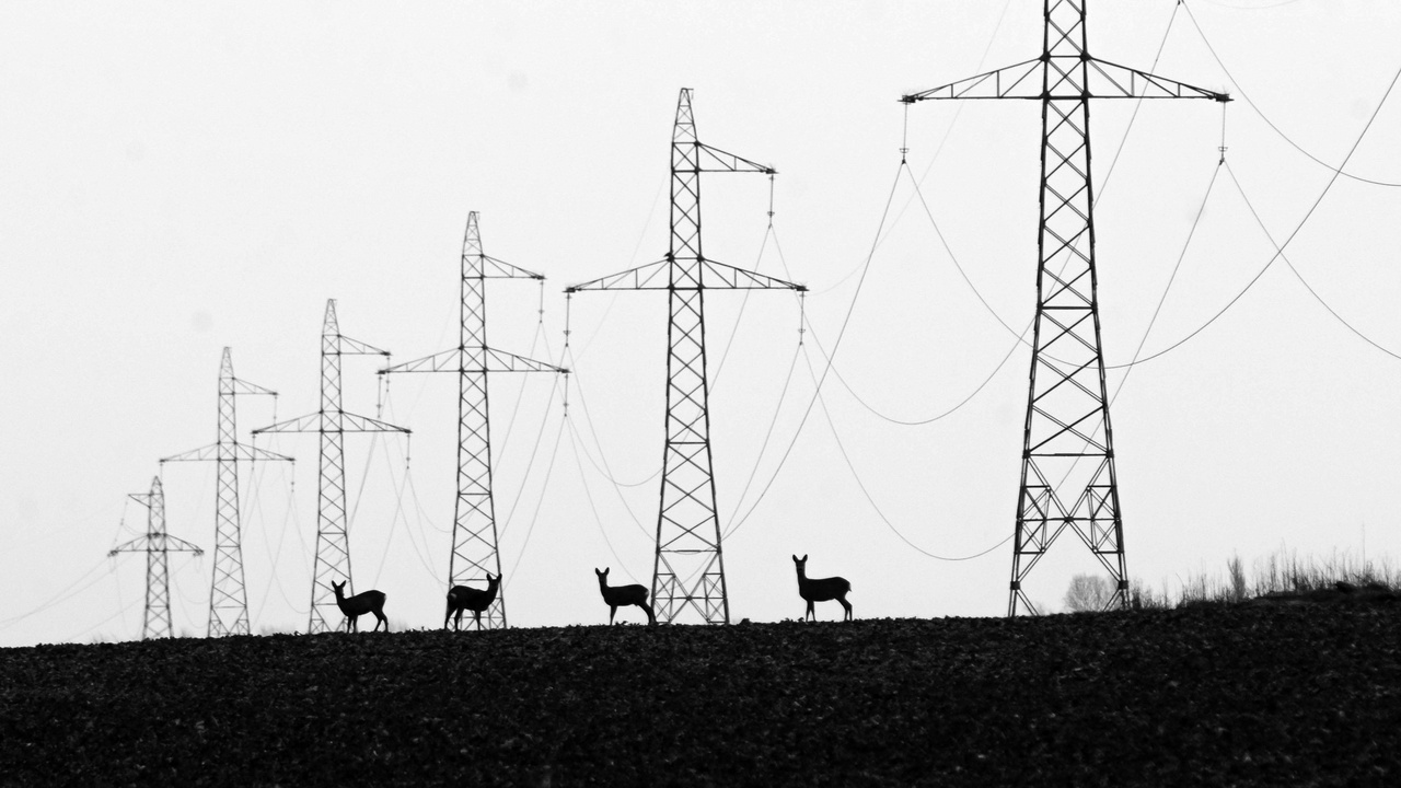 Sustainable energy and nature, Award winner - János Lakatos: Electrified - "These deers grazed below the high voltage wires stretching through the fields by Csongrád. At first, the scene did not seem particularly interesting, but as I kept walking, the proportions became better and better."