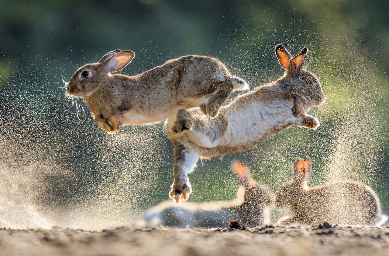 Mammal behaviour, Award winner - Csaba Daróczi: War and Peace - "In 2018, I've found a colony of European rabbits near the neighbouring village. I've never photographed rabbits before, so I was happy for the opportunity. For a couple of days, I was only observing their behaviour and I really liked it when they were jumping at each other on the sandy ground, and luckily, they were doing that quite often. The lights and the background were only ideal for around one and a half hours in the morning. I went out to take pictures exactly 72 times, and there are only three or four photos that I am satisfied with."