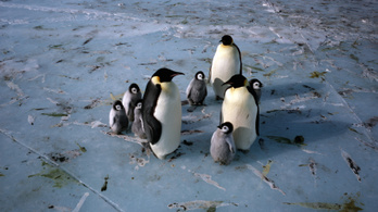 A kihalás szélére sodródhat a császárpingvin a felmelegedés miatt