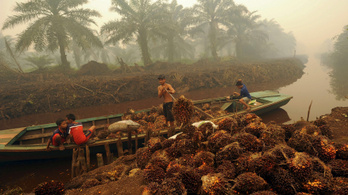 Indonéziában megöltek két pálmaolaj-ellenes aktivistát