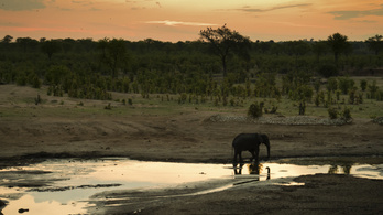 Több ezer állatot telepítenek át Zimbabwéban a pusztító aszály miatt