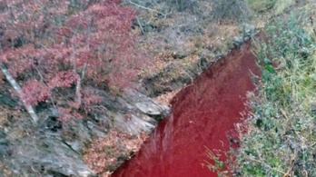 Vörösre változtatta a folyó vizét a 47 ezer levágott sertés vére