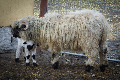 Különleges bárány született a Debreceni Állatkertben - Elolvadsz, ha meglátod