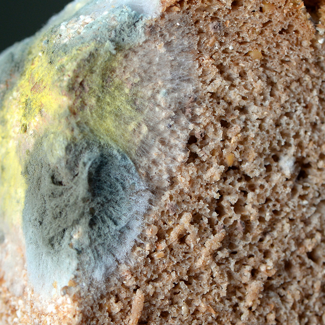 Szabad levágni a penészes foltokat a kenyérről, aztán megenni az ép részeket?
