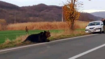 Közel egy napnyi szenvedés után altatták el végül a Szovátánál elütött medvét