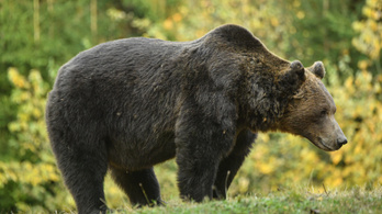 Újabb medvét gázoltak el Romániában, ahol már mindennaposak az ilyen balesetek