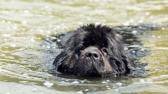 A kamuhős kutya, ami gyerekeket lökdösött a folyóba, hogy aztán kimentse őket