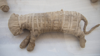 Több száz mumifikált állat került elő Egyiptomban