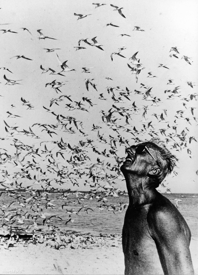 Jacques Yves Cousteau 1970-ben egy csapat sirállyal. A kép készítésének helyszíne ismeretlen - a kapitány száznál is több filmet forgatott a világ számtalan helyszínén.
