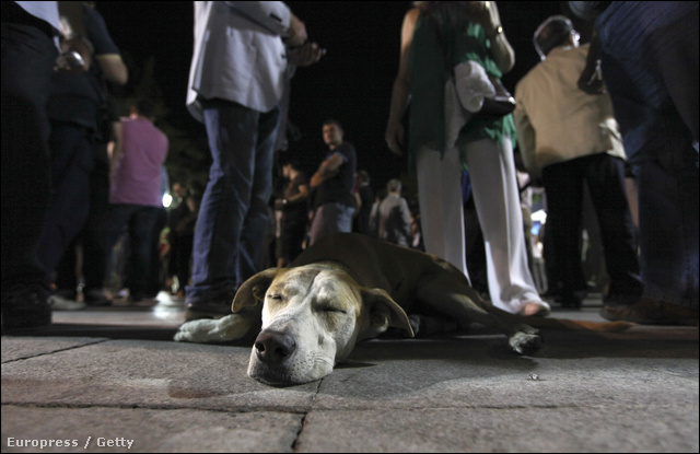 Athénban is jó idő volt tegnap, a szavazók éberen figyeltek, de egy kutya békésen átaludta Szamarász beszédét a Szintagma téren.