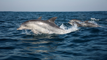 A legtöbb delfin jobbkezes
