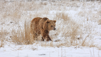 Argentínából Coloradóba menekítenek tíz grizzly medvét